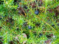 Camarine noire