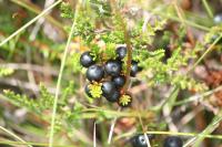 Camarine noire