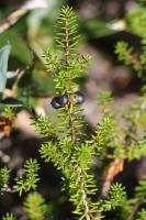 Camarine noire