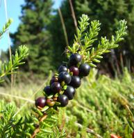 Camarine noire