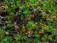 Camarine noire