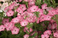 Phlox de Douglas