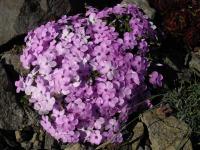 Phlox de Douglas