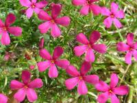 Phlox de Douglas