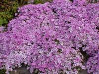 Phlox de Douglas