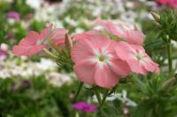 Phlox de Douglas