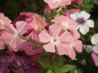 Phlox de Douglas