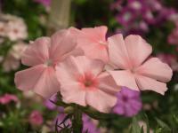 Phlox de Douglas