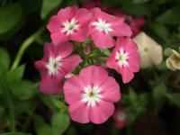 Phlox de Douglas