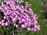 Phlox de Douglas