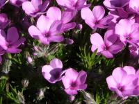 Phlox de Douglas