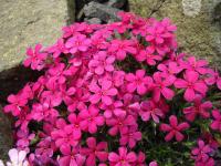 Phlox de Douglas
