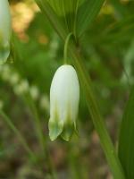 Sceau de Salomon odorant
