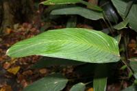 Cténanthe dasycarpa