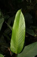 Cténanthe dasycarpa