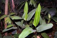 Cténanthe dasycarpa
