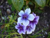 Phlox de Drummond