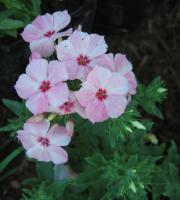 Phlox de Drummond