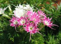 Phlox de Drummond