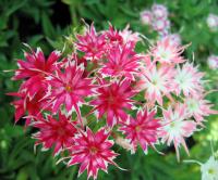 Phlox de Drummond