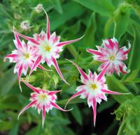 Phlox de Drummond