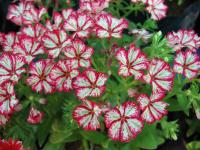 Phlox de Drummond
