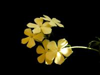 Phlox de Drummond