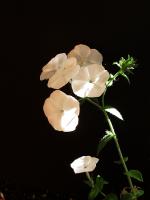 Phlox de Drummond