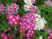 Phlox de Drummond
