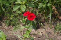 Phlox de Drummond