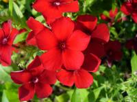 Phlox de Drummond