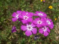 Phlox de Drummond