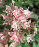 Phlox de Drummond