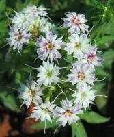 Phlox de Drummond