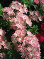 Phlox de Drummond