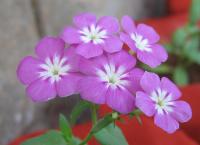 Phlox de Drummond
