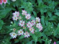 Phlox de Drummond