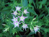 Phlox de Drummond