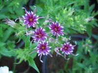 Phlox de Drummond