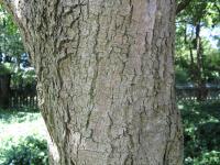 Arbre à gomme
