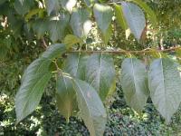 Arbre à gomme