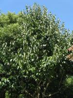 Arbre à gomme