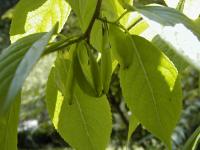 Arbre à gomme