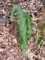Polystic à aiguillons