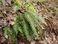 Polystic à aiguillons