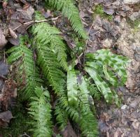 Polystic à aiguillons