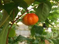 Cerisier de Cayenne