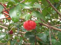 Cerisier de Cayenne