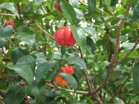 Cerisier de Cayenne