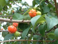 Cerisier de Cayenne